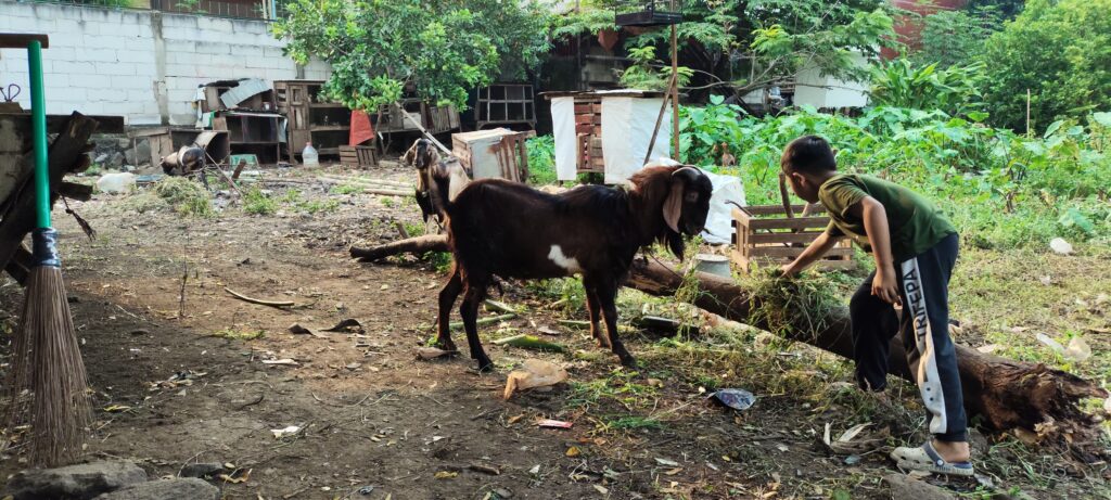 kambing anak